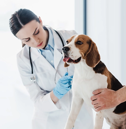 Çamlıdere Veteriner